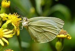 Image of Pseudopieris