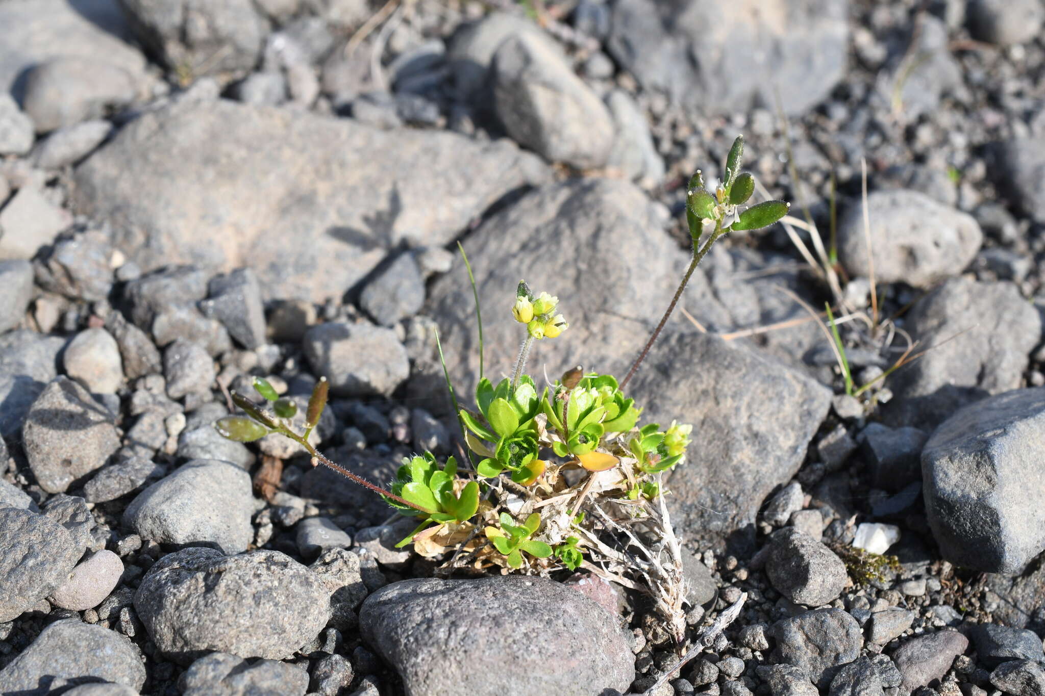 Image of Canadian arctic draba