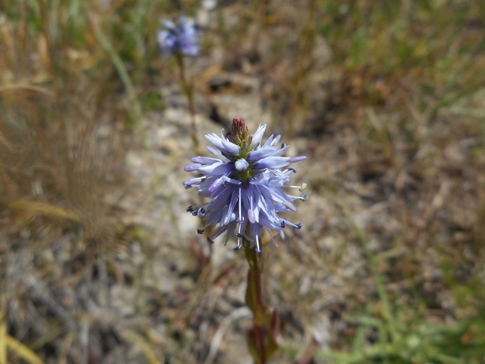 Image of Veronica barrelieri subsp. nitens (Host) Albach