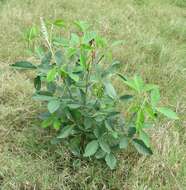 Image of Crotalaria pallida var. pallida