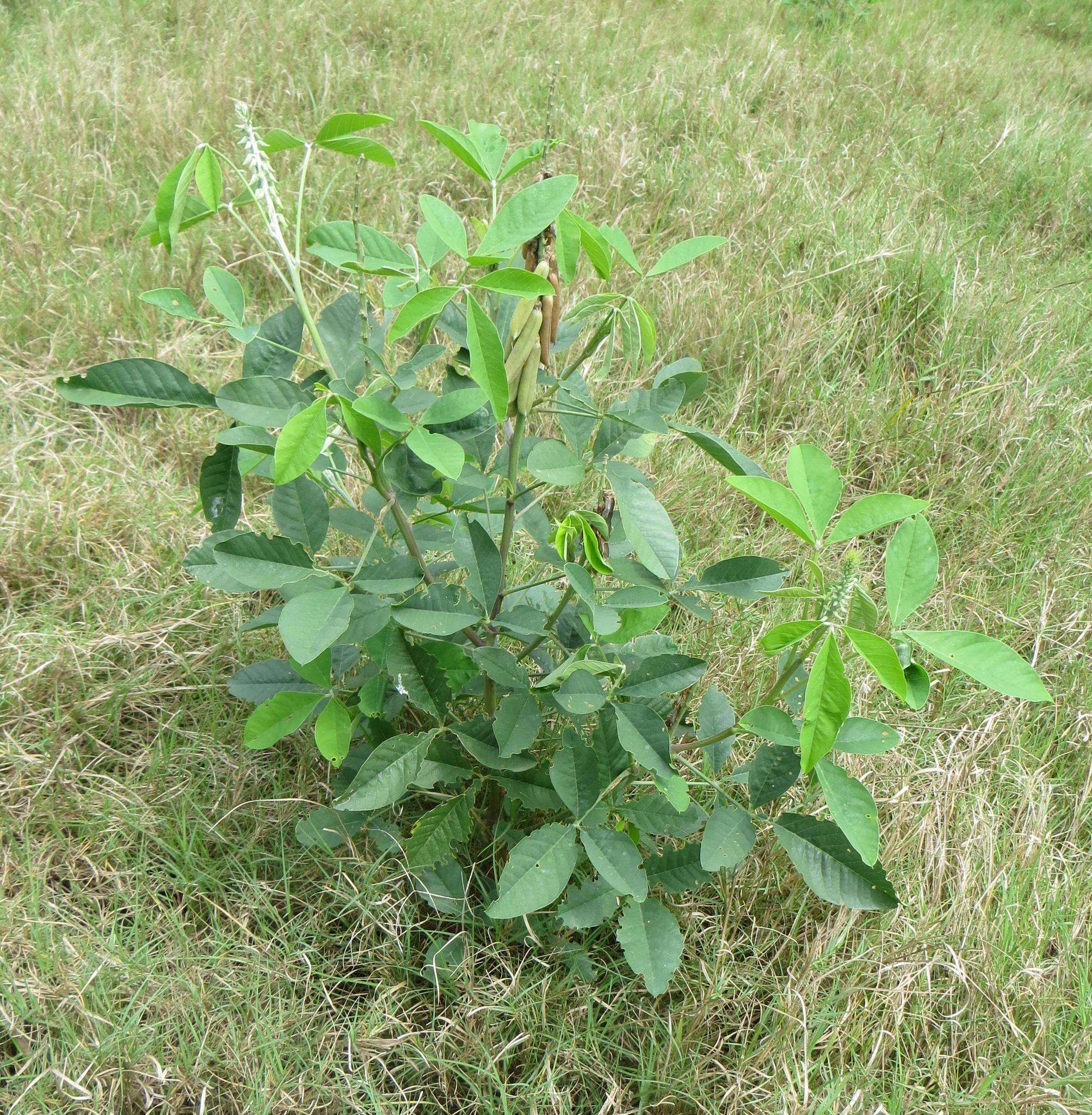 Image of Crotalaria pallida var. pallida