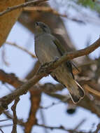 Image of Lesser Honeyguide