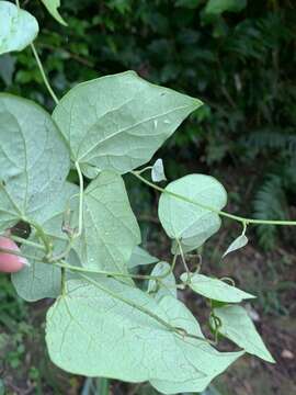 Image of Cyclea ochiaiana (Yannam.) S. F Huang & TC. Huang