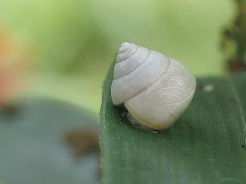 Image de Satsuma phoenicis Wu, Hwang & Lin 2008