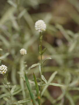 Image of Calocephalus lacteus Less.