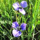 Moraea gigandra L. Bolus resmi