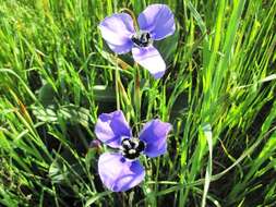 Moraea gigandra L. Bolus resmi