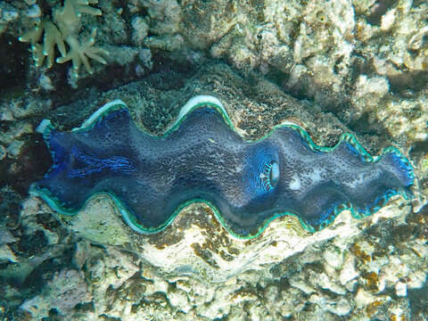 Image of Southern Giant Clam