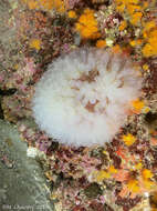 Image of football ascidian