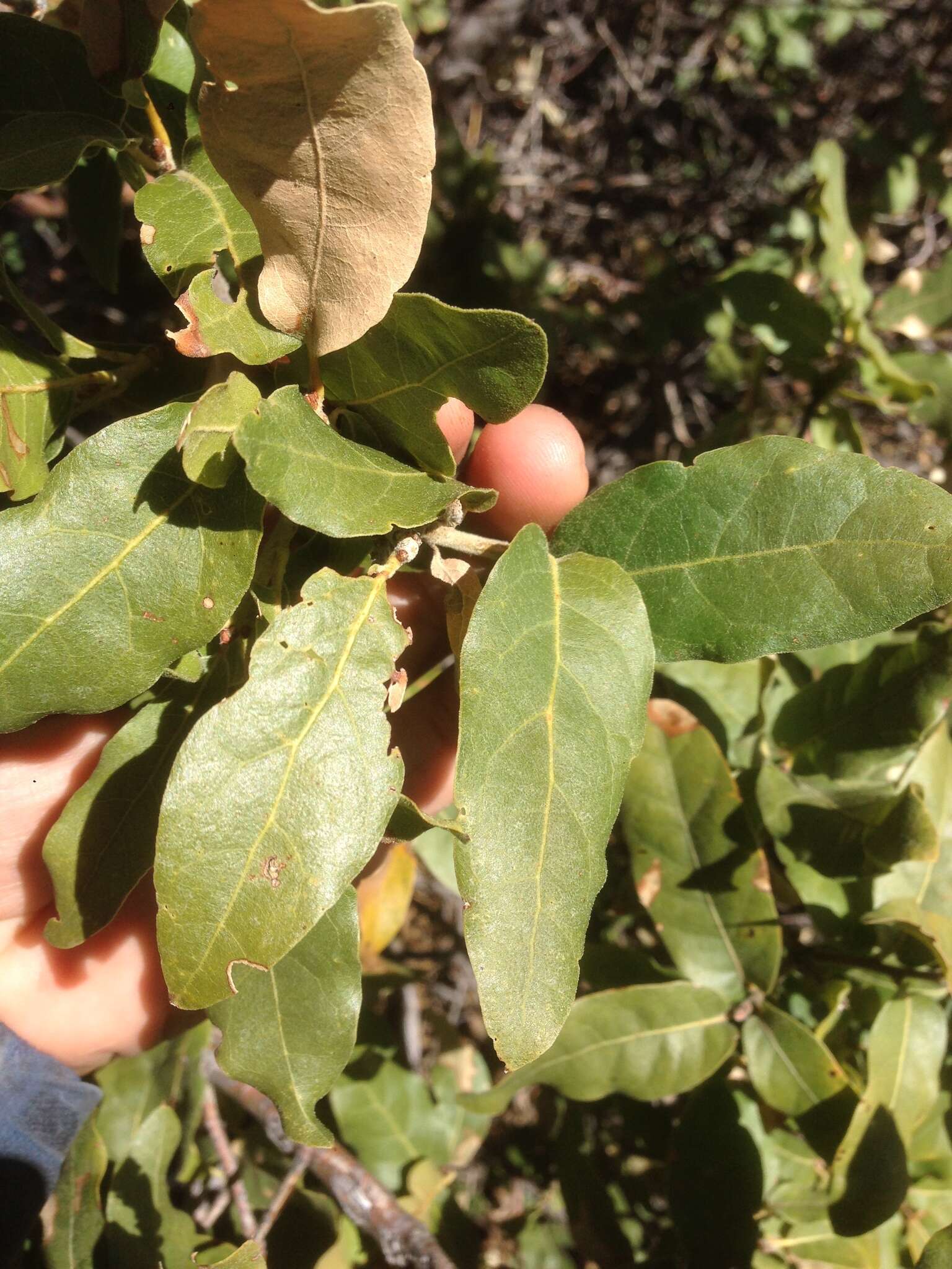 Image of Quercus peninsularis Trel.