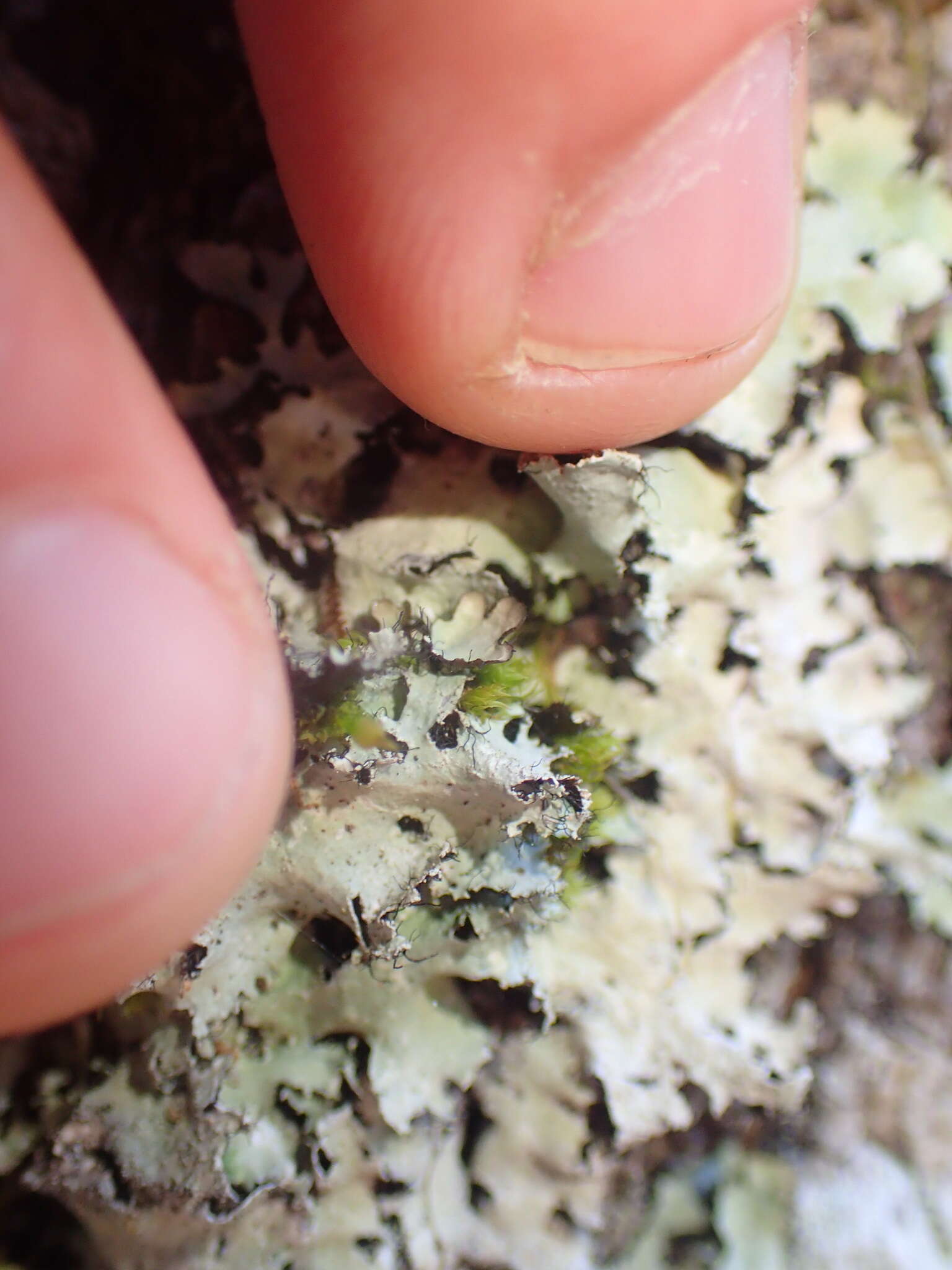 Image of parmotrema lichen