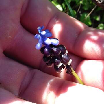 صورة Muscari pulchellum Heldr. & Sart.