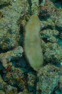 Image of Slipper coral