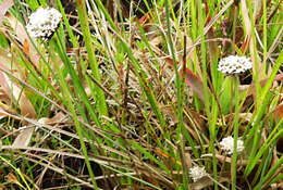 Image of Eriocaulon sonderianum Körn.