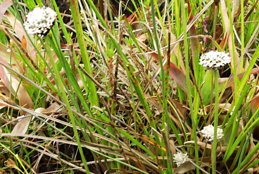 Image of Eriocaulon sonderianum Körn.