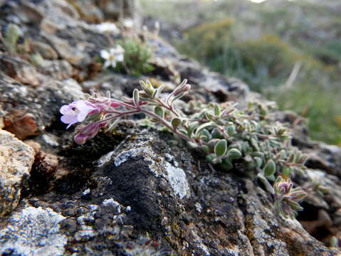 Image of Chaenorhinum origanifolium (L.) Fourr.