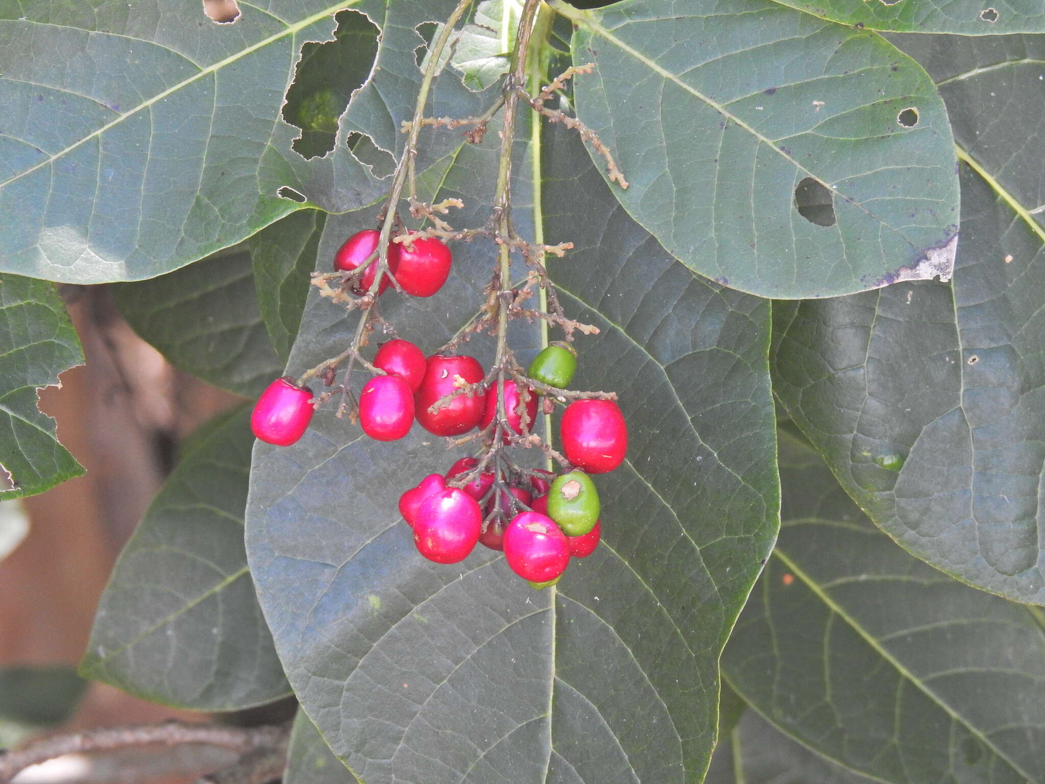 Image of Gmelina dalrympleana (F. Muell.) H. J. Lam