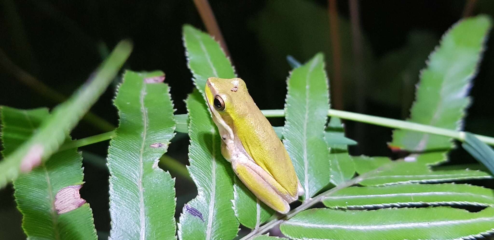 Image of Eastern Dwarf Tree Frog