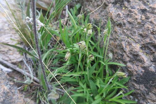 Image of Silene genovevae Bocquet