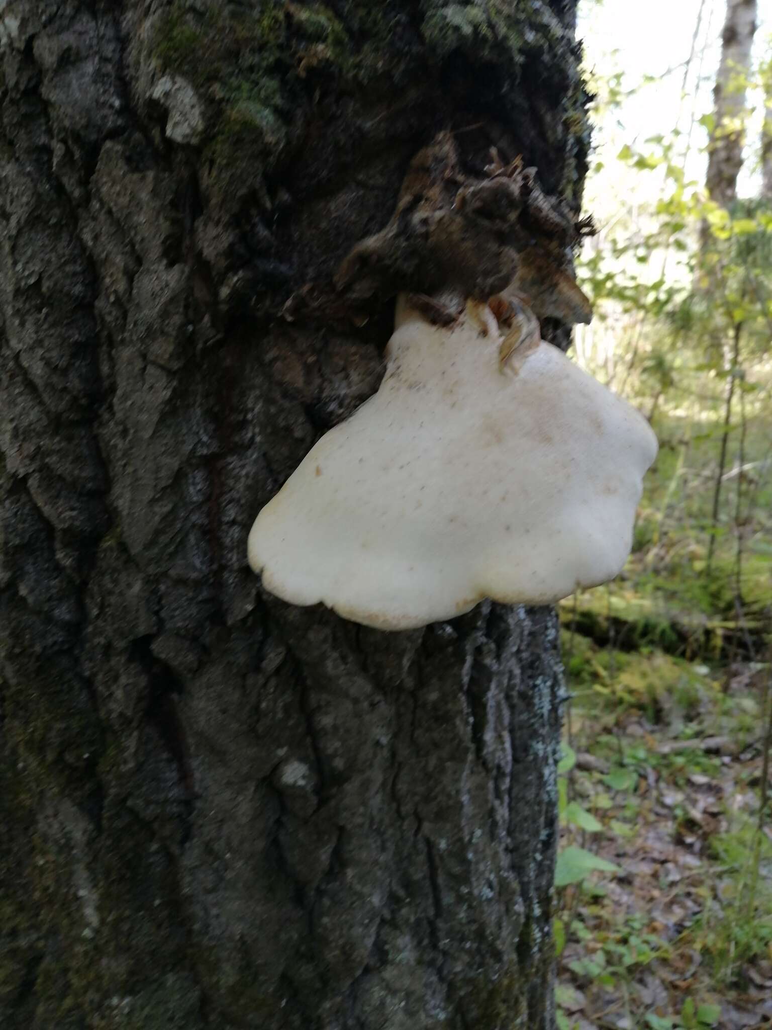 Image de Lentinus pilososquamulosus Lj. N. Vassiljeva 1973