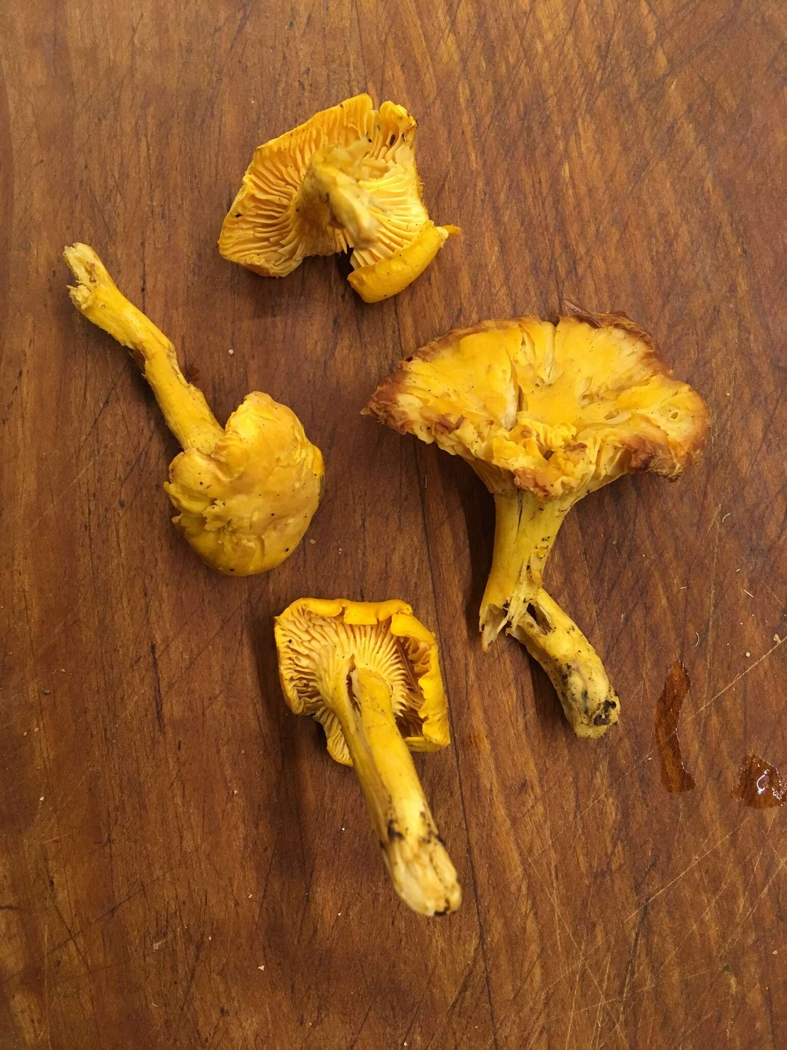 Image of Cantharellus phasmatis Foltz & T. J. Volk 2013