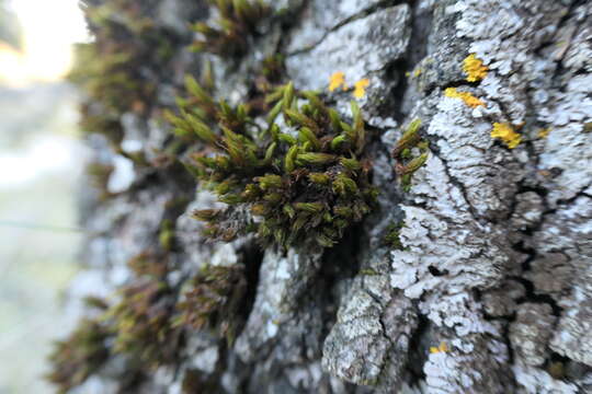 Image of <i>Lewinskya acuminata</i>