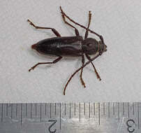 Image of Enaphalodes seminitidus (Horn 1885)