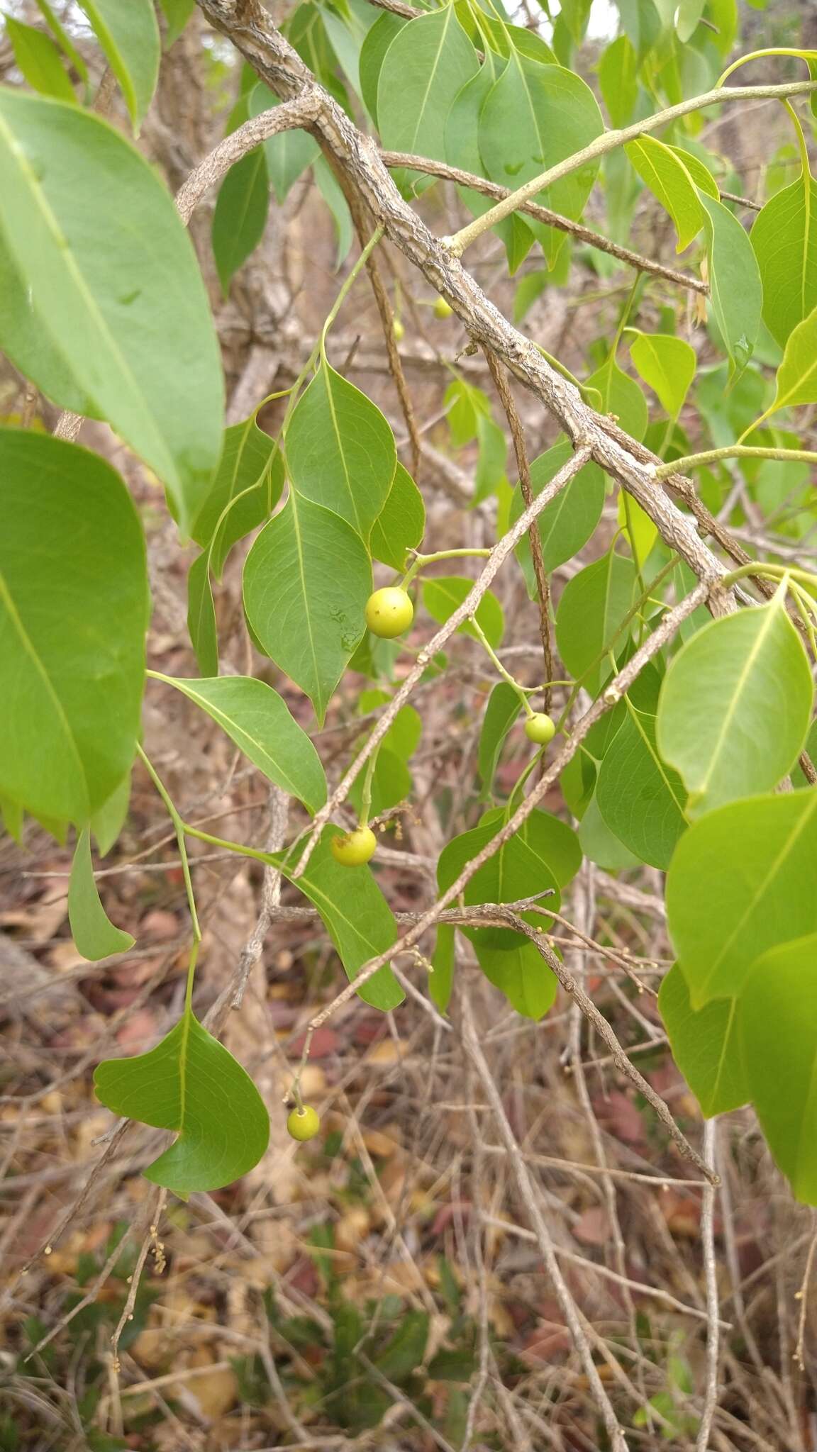 Image of Agonandra brasiliensis Benth. & Hook. fil.