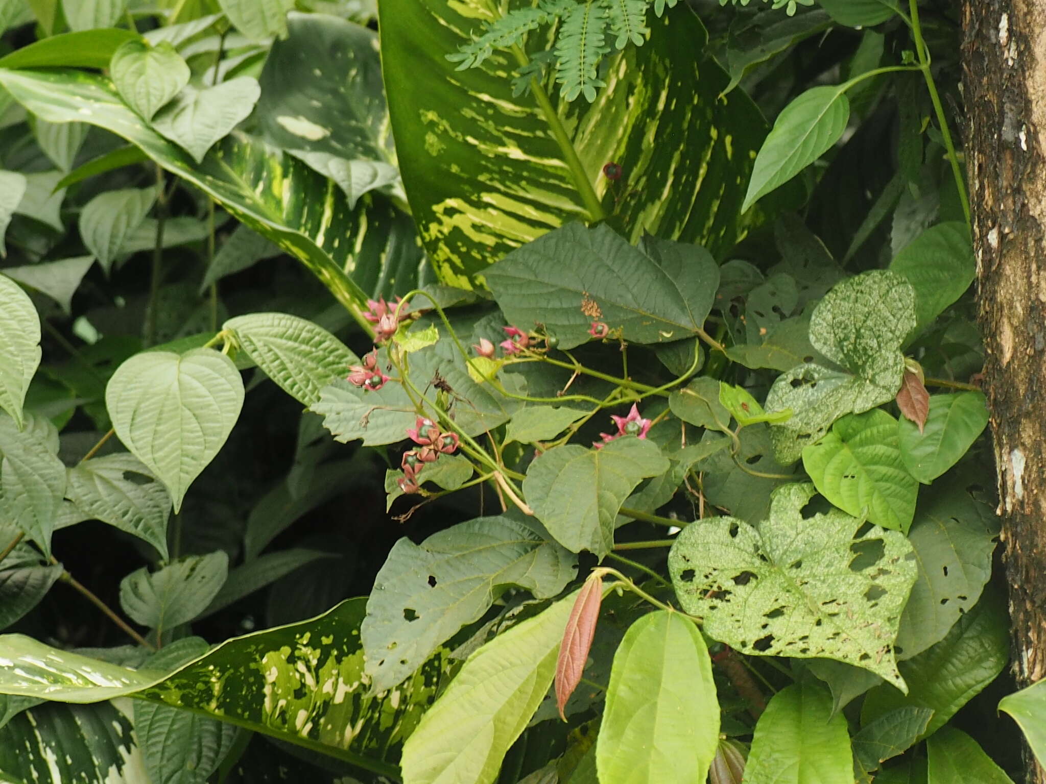 Imagem de Clerodendrum villosum Blume