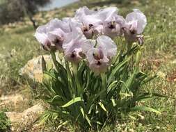 Image of Iris lortetii var. samariae (Dinsm.) Feinbrun