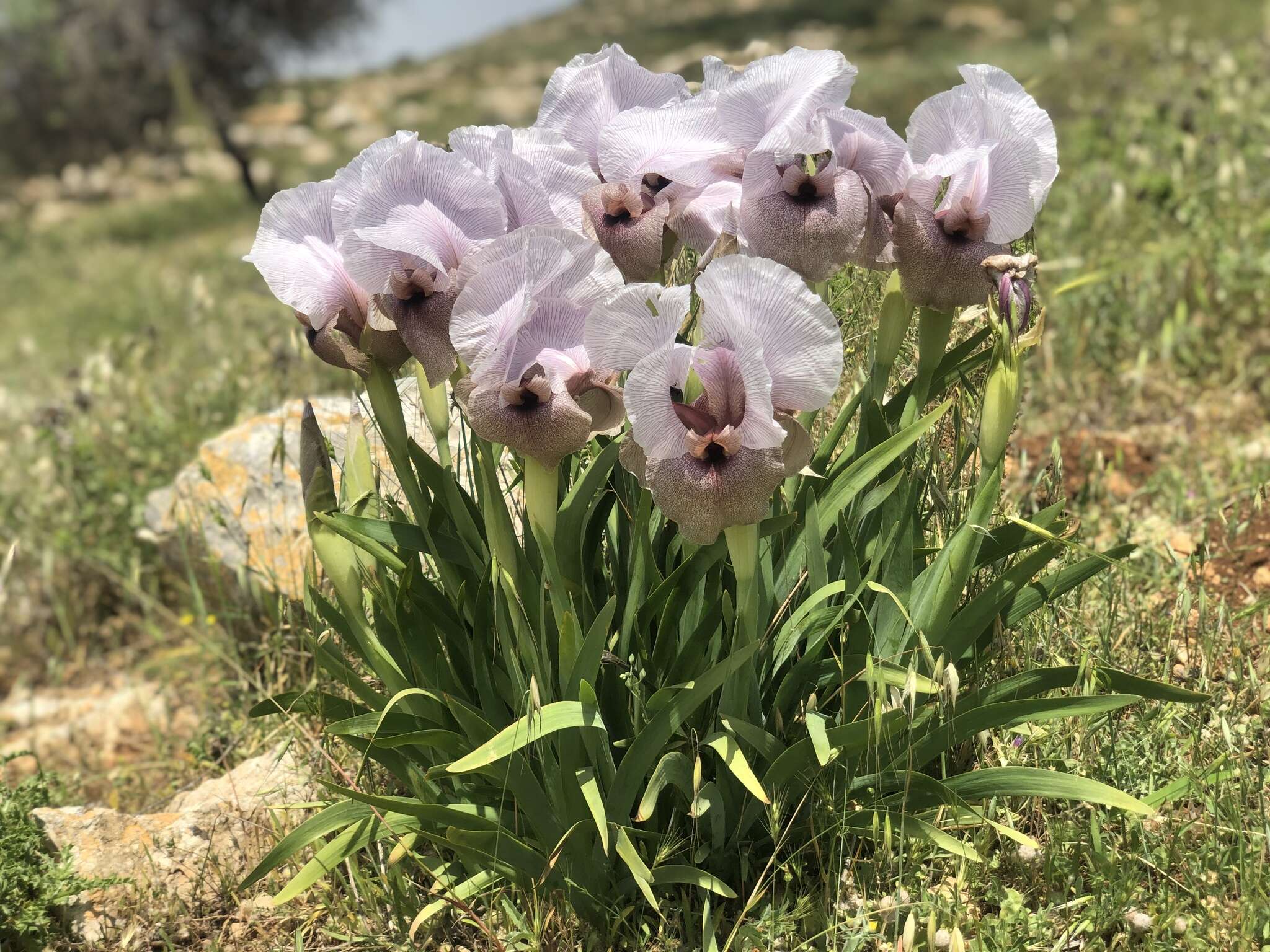 Image of Iris lortetii var. samariae (Dinsm.) Feinbrun