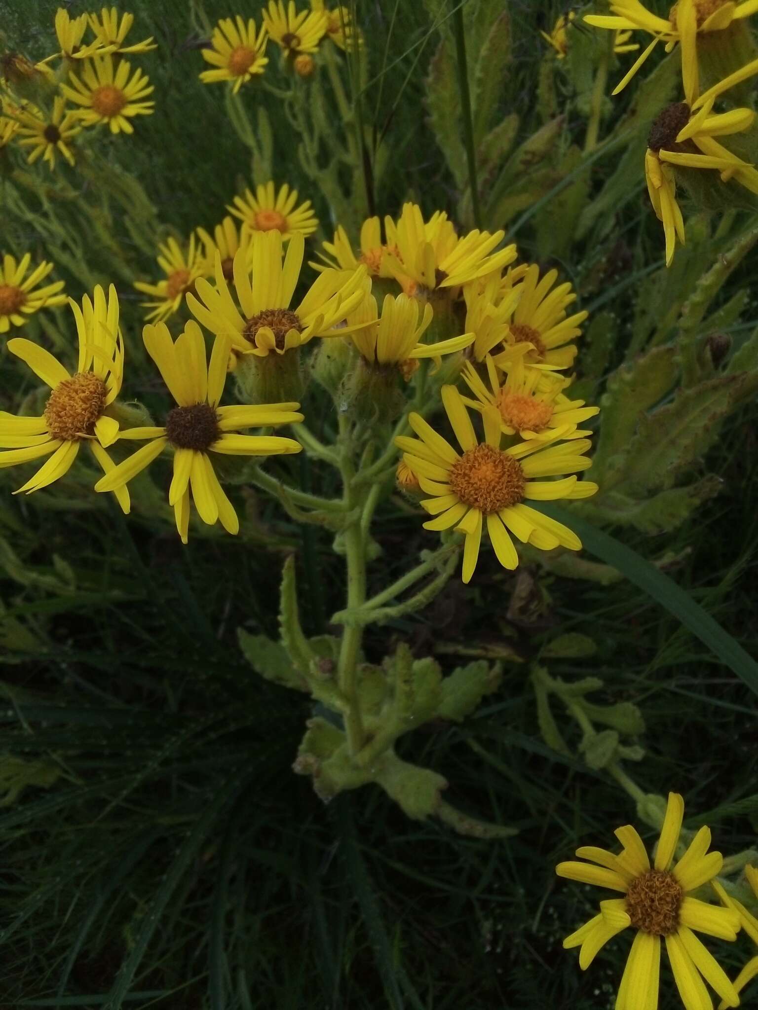 Image of Senecio selloi (Spreng.) DC.