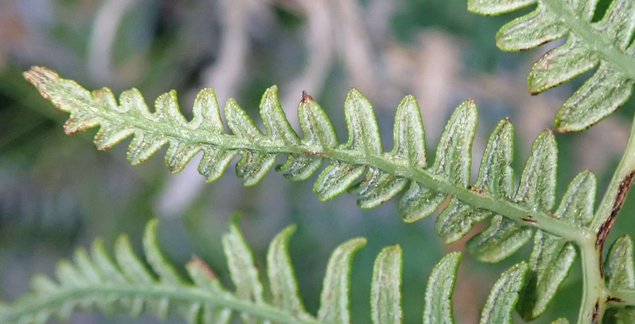 Image of Bracken