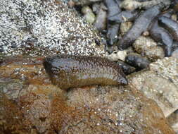 Image of Holothuria (Selenkothuria) lubrica Selenka 1867