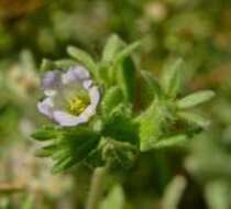 Image of Mud Fiddleleaf