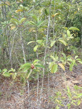 Image of Tisonia coriacea S. Elliot.