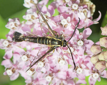 Image of Eupatorium Borer Moth