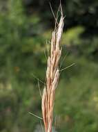 Imagem de Helictochloa compressa (Heuff.) Romero Zarco