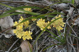 Image of Conostylis aculeata R. Br.