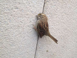 Image of White-throated Sparrow