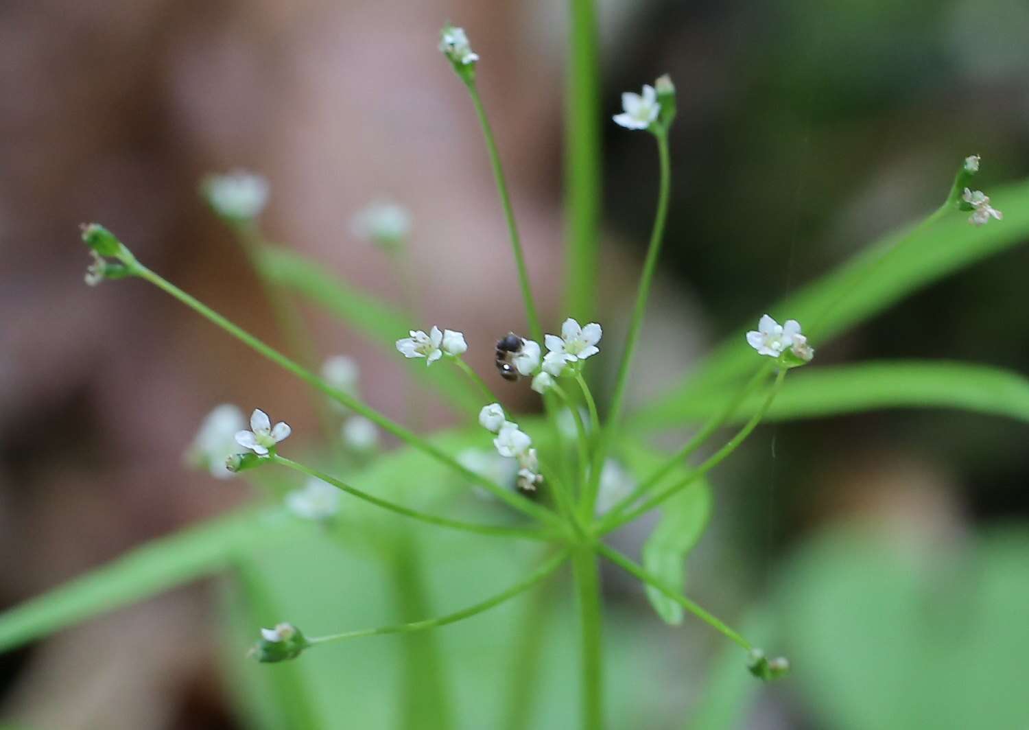 Pternopetalum tanakae (Franch. & Sav.) Hand.-Mazz. resmi