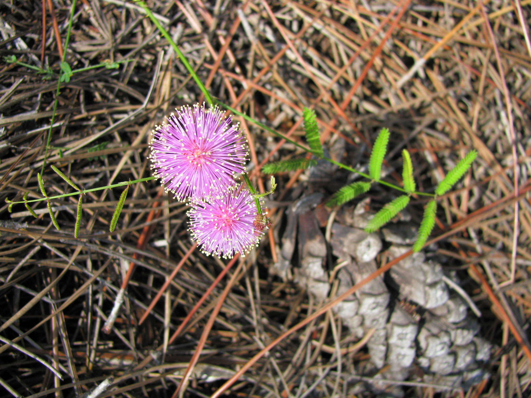 Image of Florida mimosa