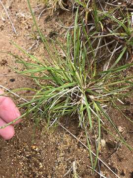 Image of Tufted Hair Grass