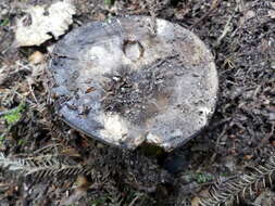 صورة Lactifluus sepiaceus (McNabb) Stubbe 2012