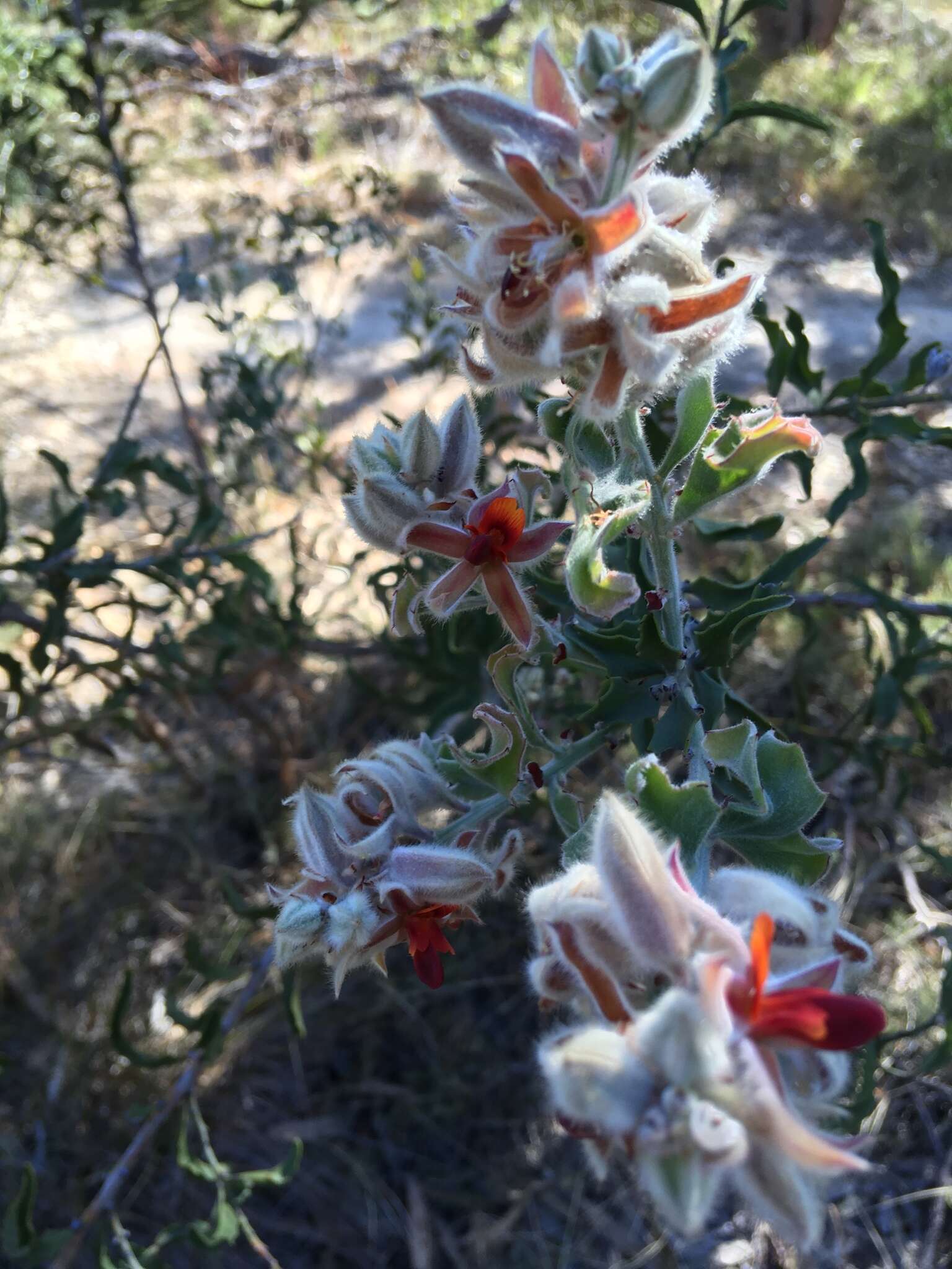 Image of Jacksonia floribunda Endl.