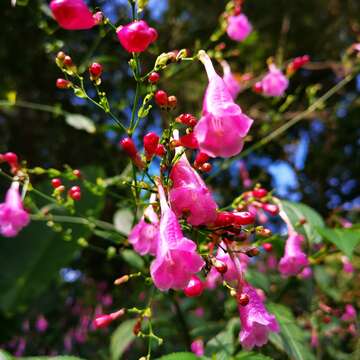 صورة Strobilanthes hamiltoniana (Steudel) J. Bosser & H. Heine