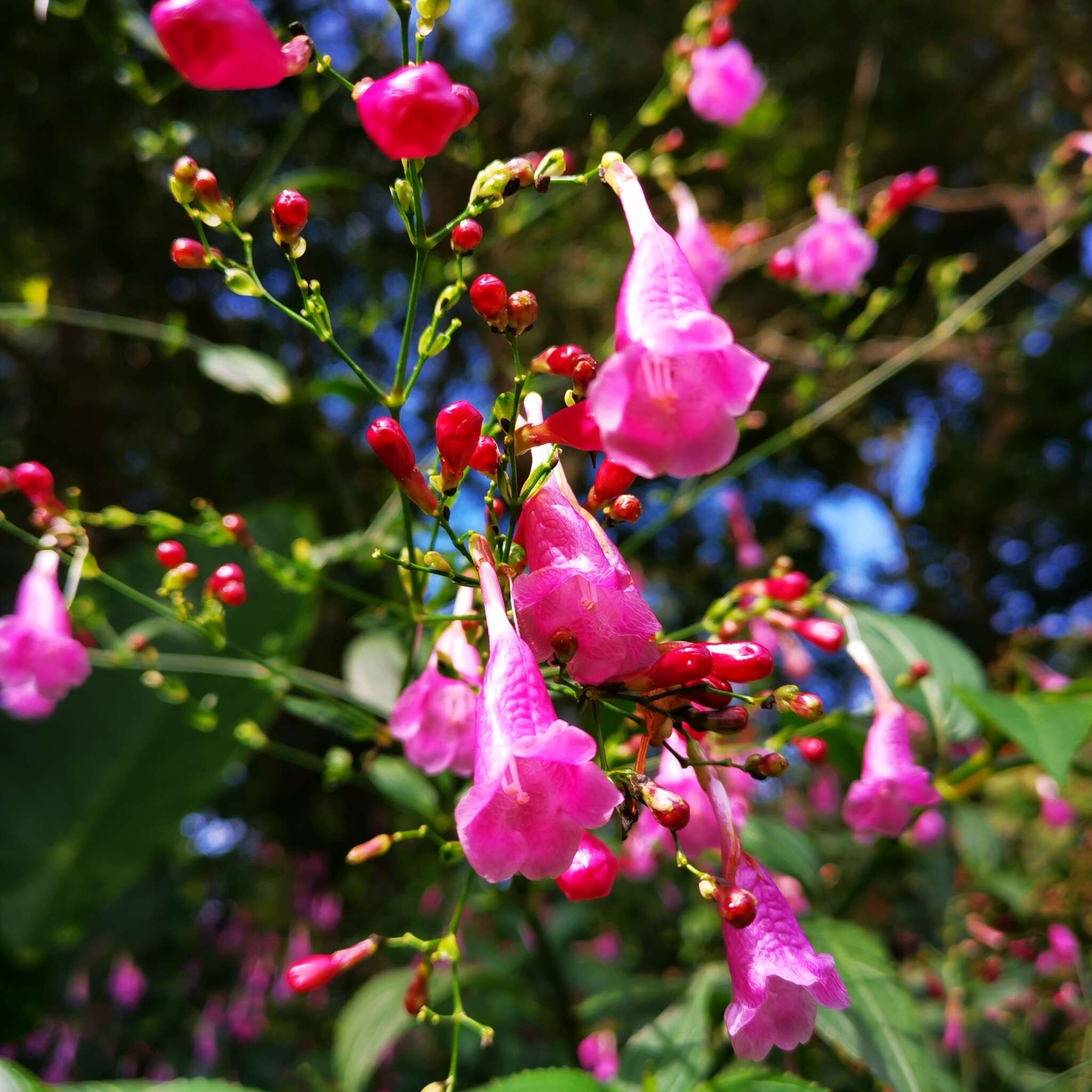 Image of Strobilanthes hamiltoniana (Steudel) J. Bosser & H. Heine