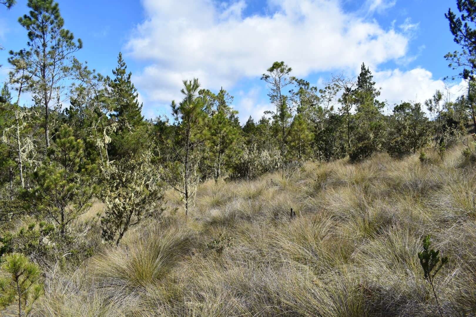 Imagem de Lyonia heptamera Urb.