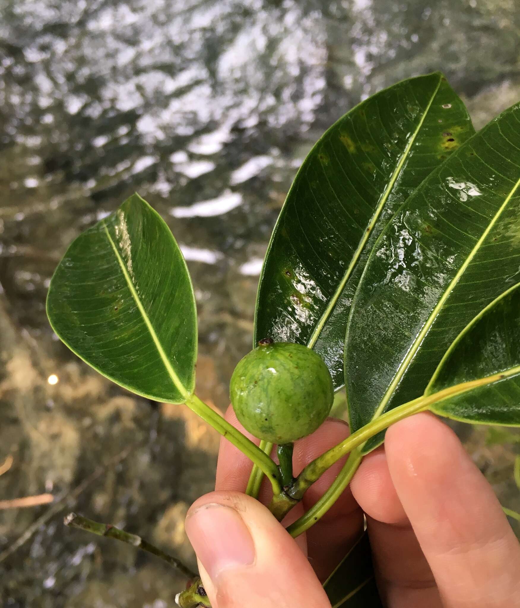 Ficus yoponensis Desv.的圖片