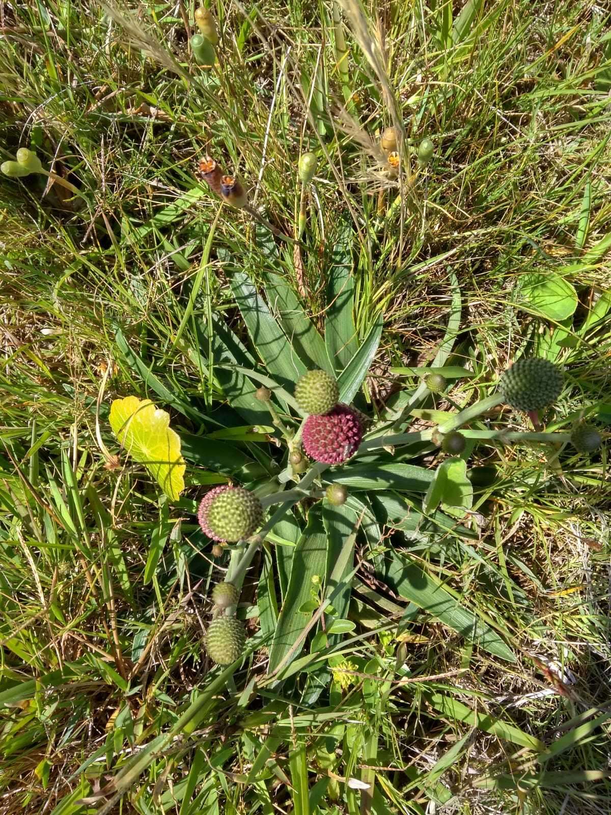 Image of Eryngium sanguisorba Cham. & Schltdl.